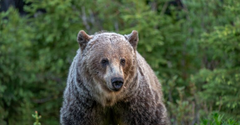 A Grizzly Bear along highway 40 in Peter Lougheed Provincal Park