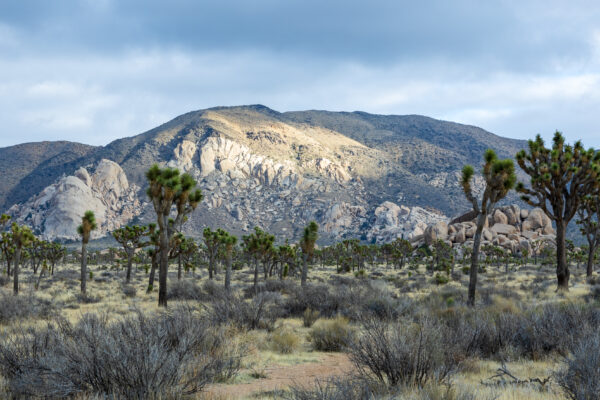 Joshua Tree National Park